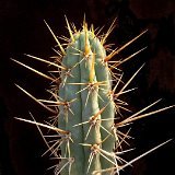 Trichocereus courantii JL  (Only one plant is available - Une seule plante est disponible)    ÉPUISÉ - OUT of STOCK - AGOTADO